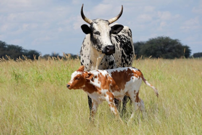 drc-suspends-livestock-imports-from-south-africa-over-foot-and-mouth-outbreak