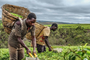 UK-backed initiative launches to support women-led agribusinesses in DR Congo