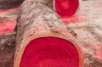 Bois rouge de Padouk : la RDC envisage de suspendre l’exploitation et la commercialisation