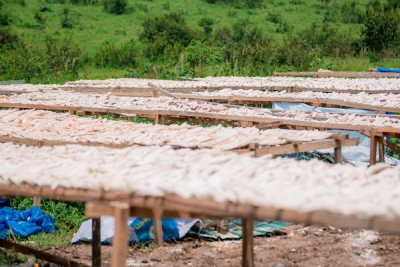 fao-to-support-drc-in-industrializing-cassava-to-fight-hunger-and-create-jobs