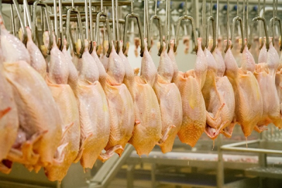 poulet-les-importations-de-la-rdc-depuis-l-ue-devraient-atteindre-un-record-en-2024