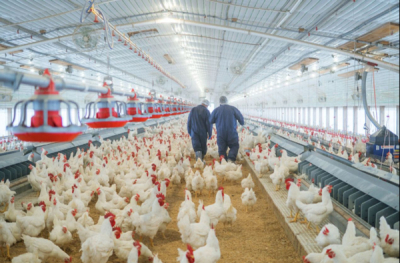 DRC approves $7 mln poultry project with Egg's For Congo