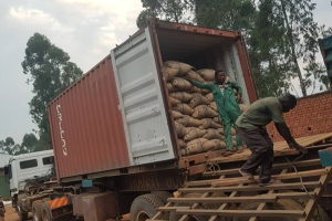 Cocoa-Coffee: Road Congestion in North Kivu Hampers Export