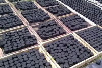 DR Congo: Coal Market Gulps Around $4 Billion Every Year