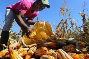 La crise agricole en Zambie pourrait affecter les provinces frontalières de RDC