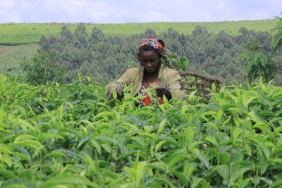 sud-kivu-la-fermeture-de-l-usine-de-lemera-fragilise-les-planteurs-de-the
