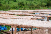 Manioc : la RDC compte sur la FAO pour accélérer l’industrialisation de la filière