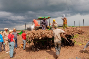 Agriculture en RDC : évolution, sources et orientation des investissements entre 2019 et 2023