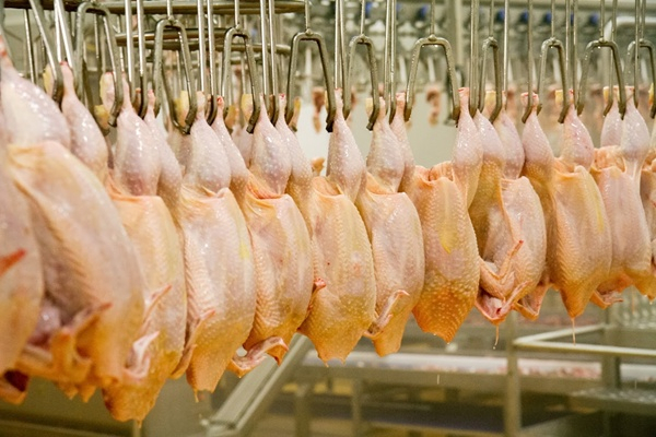 Poultry: DRC Achieves New Monthly Import Record from European Union