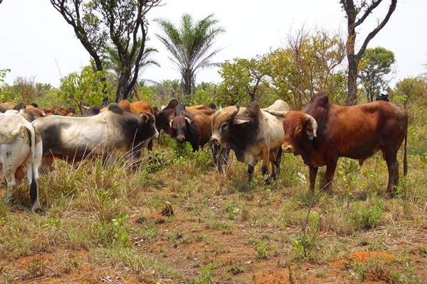 Viande bovine : ces atouts qui peuvent positionner la RDC comme un acteur majeur en Afrique