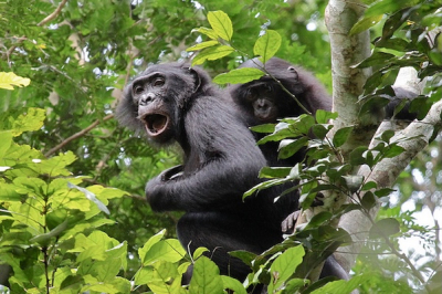 ecologie-contre-petrole-29-blocs-superposes-au-couloir-vert-kivu-kinshasa