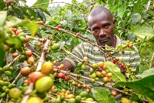 Café : le prix du robusta, qui constitue plus de 70 % de la production de la RDC, atteint 4 667 $ la tonne