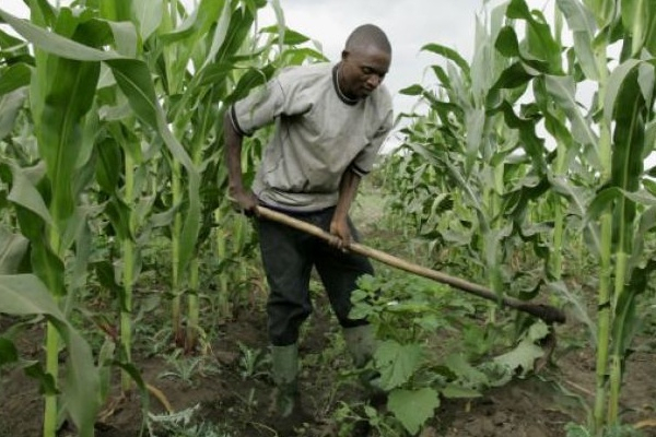 DRC: Upcoming Agricultural and Seed Laws Could Boost Governance and Investment Opportunities