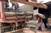 Cobalt : la part de l’artisanat dans la production de la RDC chute à 2 % en 2024 (rapport)