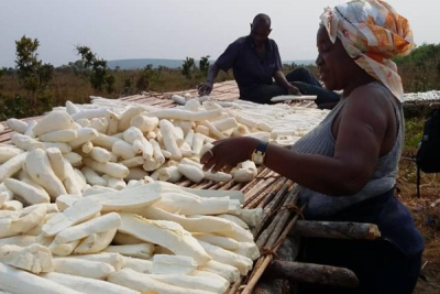 Comment la transformation du manioc peut dynamiser l&#039;économie agricole en RDC