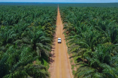huile-de-palme-phc-veut-integrer-les-petits-producteurs-a-sa-chaine-de-valeur