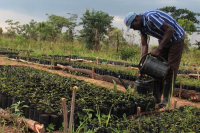 DR Congo: Major World Bank-backed Forestry-Agroforestry Project Launched