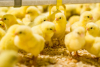 Aviculture : vers un accord RDC-Chine pour produire 5 millions de poussins par an  