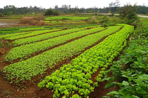 Une meilleure gouvernance foncière peut booster la production agricole de la RDC (Banque mondiale)