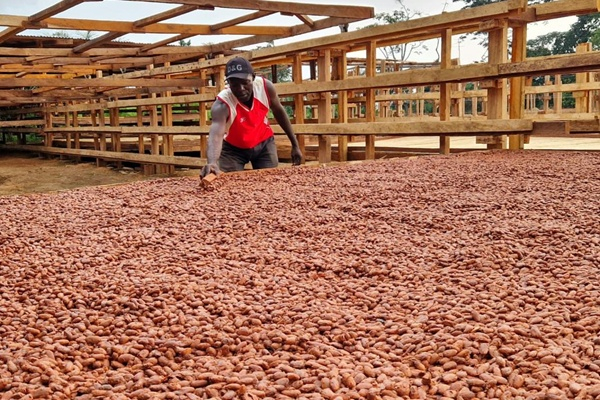 Cacao-café : la RDC face aux nouvelles exigences de l’Union européenne sur la déforestation