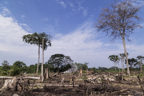 Déforestation : la RDC a perdu 590 000 ha de forêts primaires en 2024 (GFW)