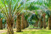 Production du biodiesel : enjeux de la création annoncée de 145 000 ha de palmeraie