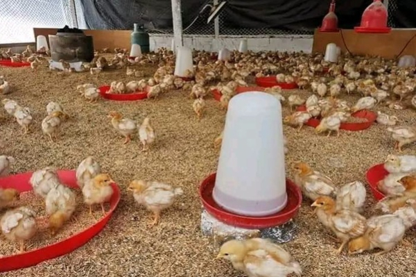 Poulets, œufs et dérivés : un projet pilote de relance de la production en vue