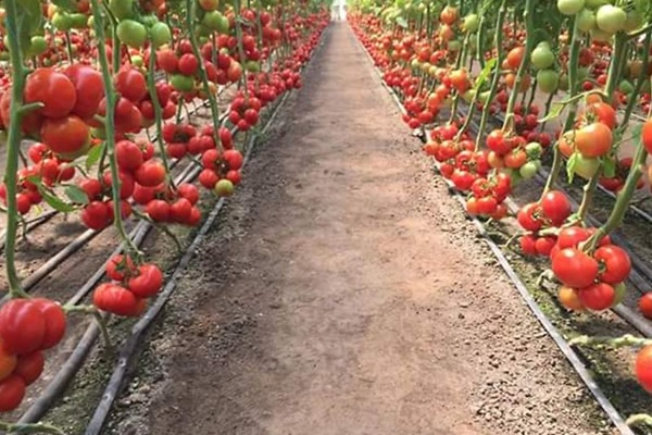 L’urbanisation croissante de la RDC, une aubaine pour la filière tomate